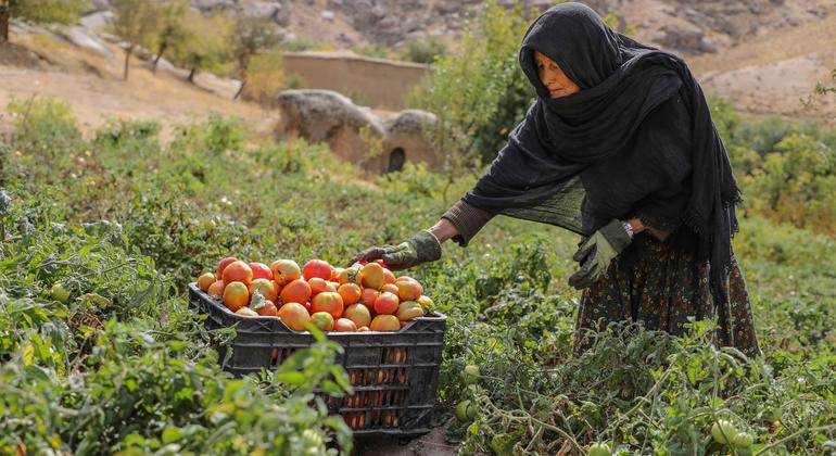 Afghanistan’s socioeconomic crisis deepens amid crackdown on women’s rights