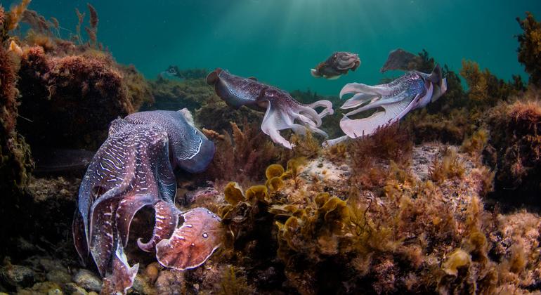 The world’s oceans are dying. Can a UN summit in Nice turn the tide?