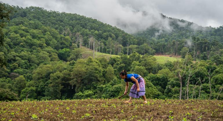 Northern Thai communities put nature before profit